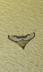 Euthrausta oxyprora