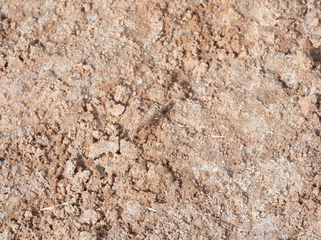 Lysilinga occipitalis
