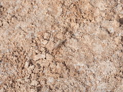 Lysilinga occipitalis