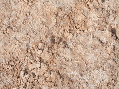 Lysilinga occipitalis