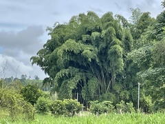 Guadua angustifolia image