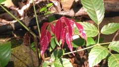 Acalypha hispida