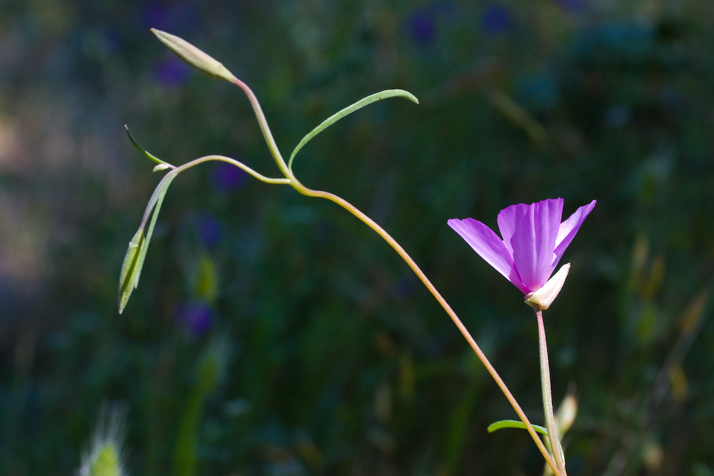 Clarkia gracilis ssp. gracilis