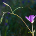 Clarkia gracilis gracilis - Photo (c) Ken-ichi Ueda,  זכויות יוצרים חלקיות (CC BY)