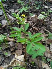 Corydalis cava marschalliana