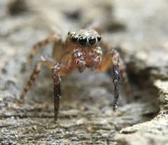 Mexigonus morosus