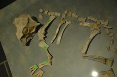 Dinosauriformes