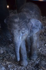 Elephantidae