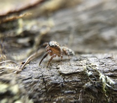 Mexigonus morosus