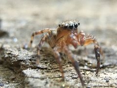 Mexigonus morosus