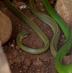 Ptyas nigromarginata