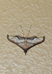 Euthrausta oxyprora