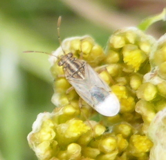 Nysius senecionis