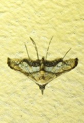 Euthrausta oxyprora