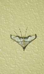 Euthrausta oxyprora