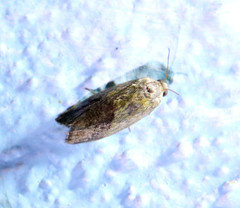 Ponometia semiflava