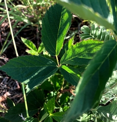 Rubus oklahomus