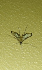 Euthrausta oxyprora