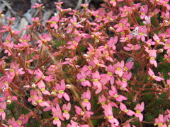 Stylidium recurvum