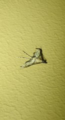 Euthrausta oxyprora