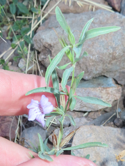 Dyschoriste decumbens
