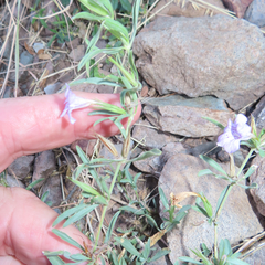 Dyschoriste decumbens