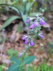 Salvia urolepis