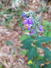 Salvia urolepis