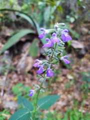 Salvia urolepis