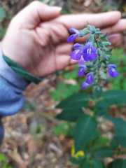 Salvia urolepis