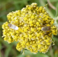Nysius senecionis