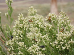 Chauliognathus omissus