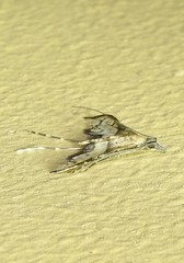 Euthrausta oxyprora