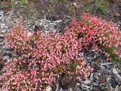 Stylidium recurvum