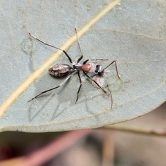 Camponotus ephippium