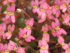 Stylidium recurvum
