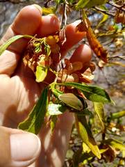 Coleotichus blackburniae