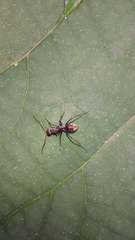 Camponotus parius