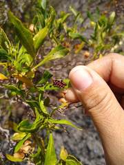 Coleotichus blackburniae