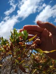 Coleotichus blackburniae