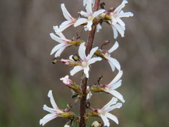 Stylidium carnosum