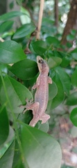 Gehyra mutilata