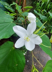 Bauhinia acuminata