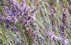 Liatris carrizana