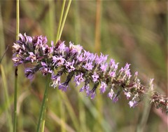 Liatris carrizana