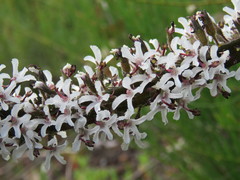 Stylidium carnosum