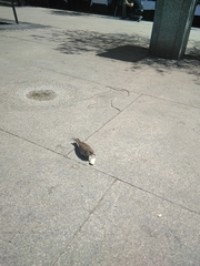 Passer domesticus
