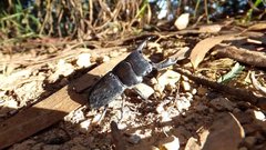 Dorcus