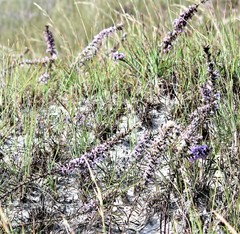 Liatris carrizana