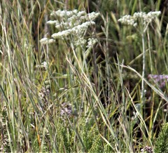 Eriogonum multiflorum